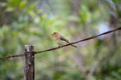 Brown bird perched on a barbed wire fence
